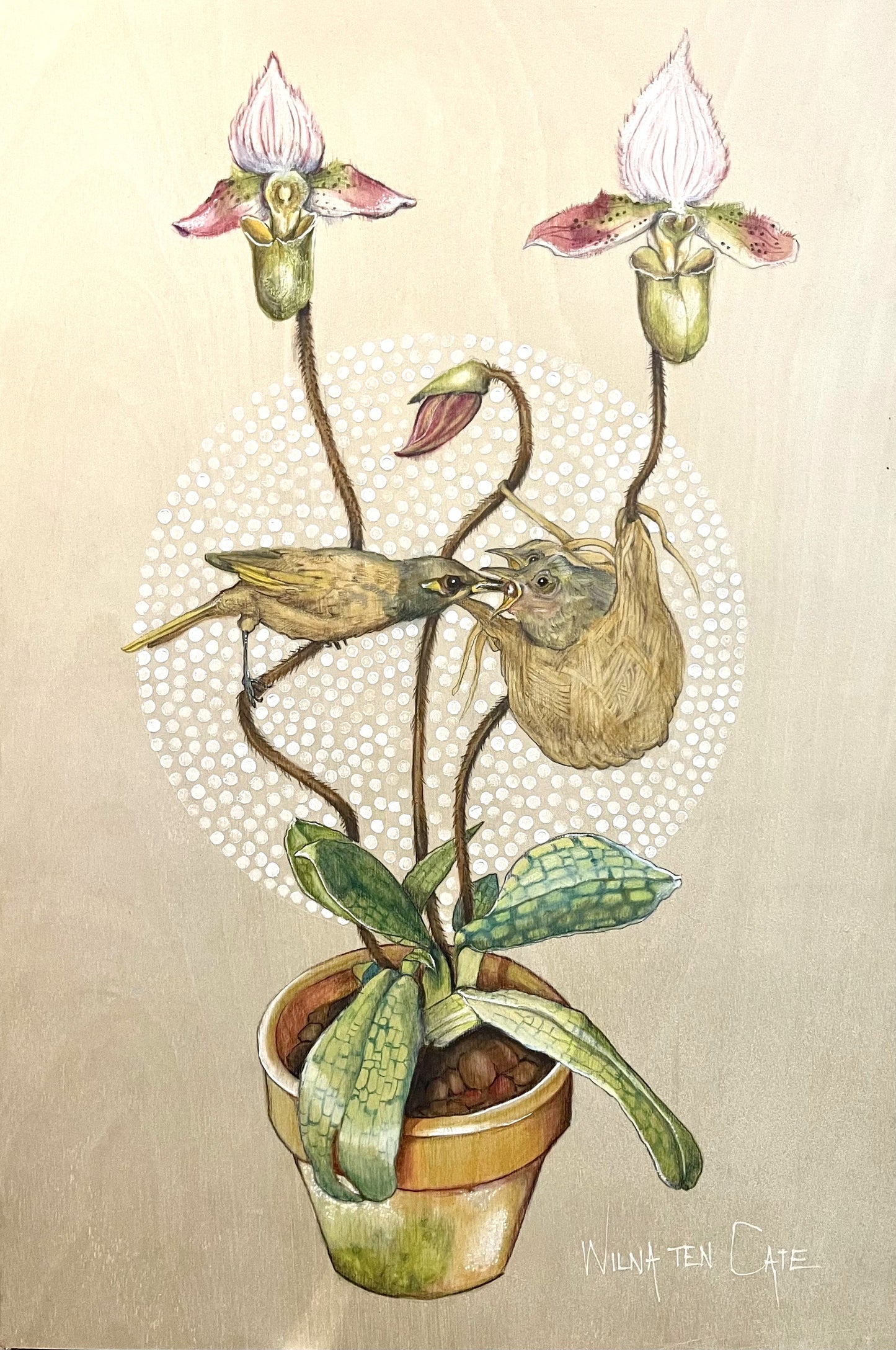 Brown Honey Eaters & Slipper Orchids